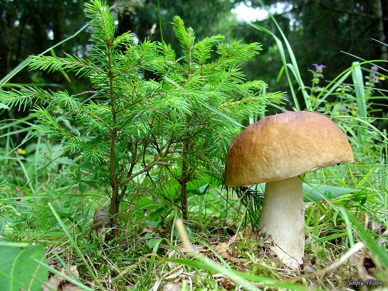 Пахнет хвоей