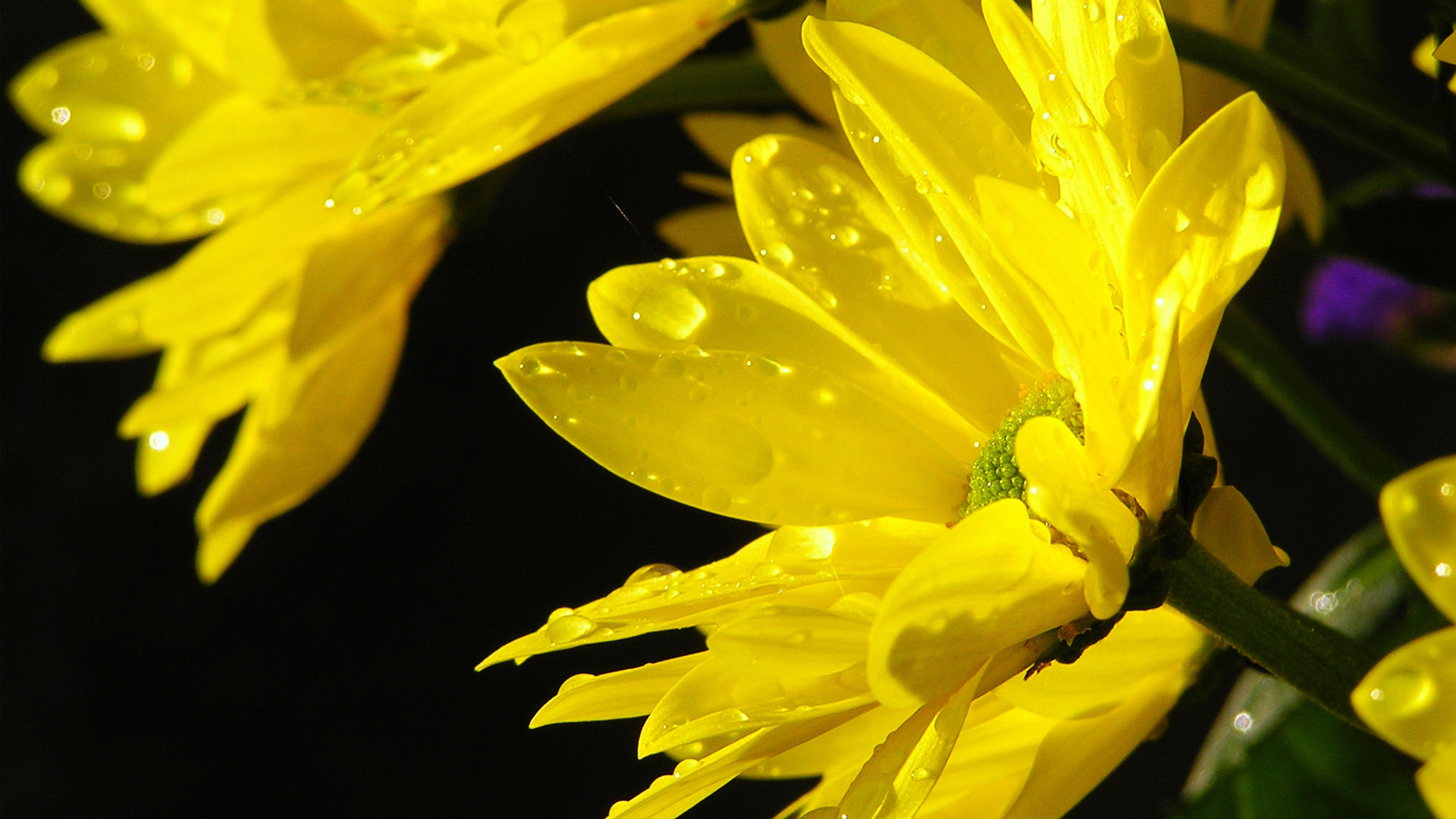 Дни августа