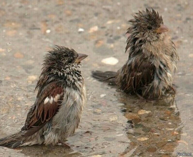 Обманчивый день