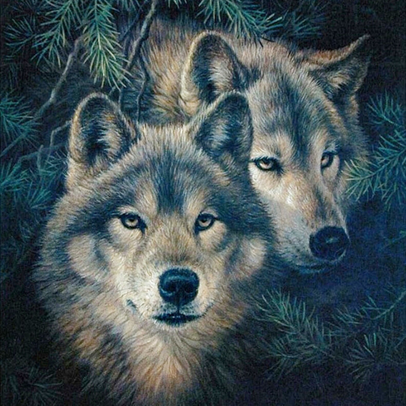 Закон тайги