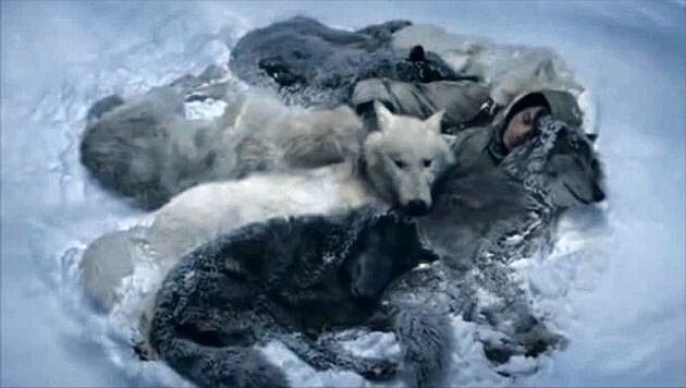 Спасённый стаей 