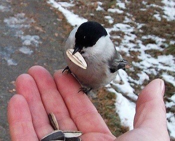 Человечности жажда