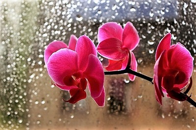 Любви стены