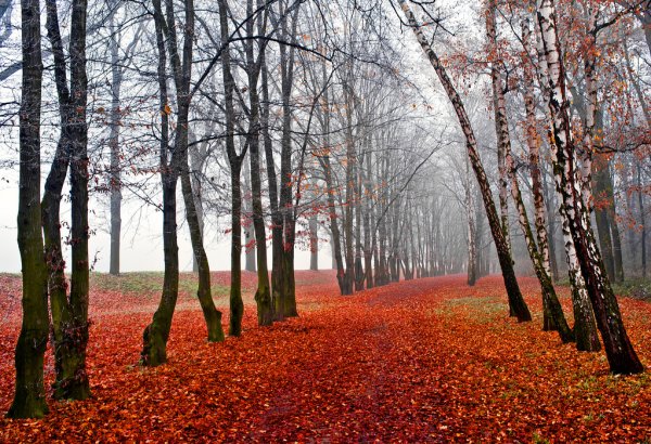 Приспустила осень свои флаги