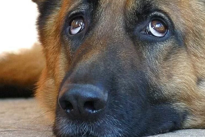 Прости меня, пёс