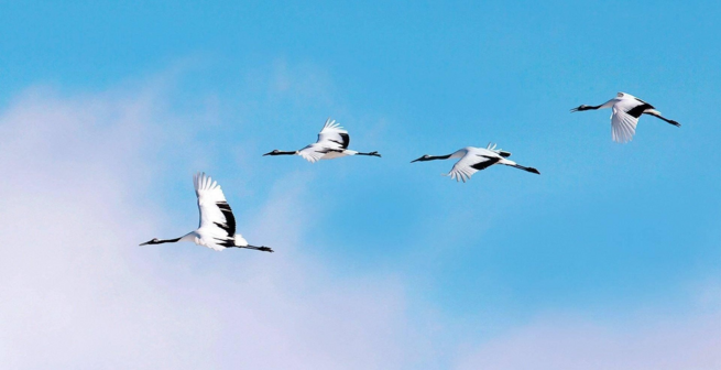 Летят журавли