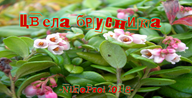 Цвела брусника
