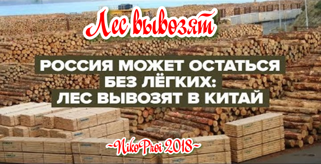 Лес вывозят