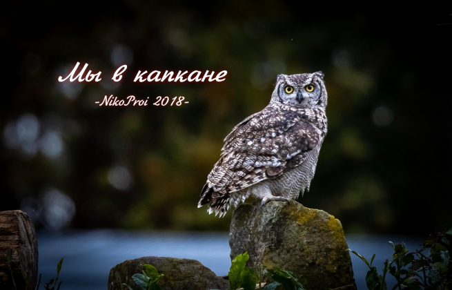 Мы в капкане