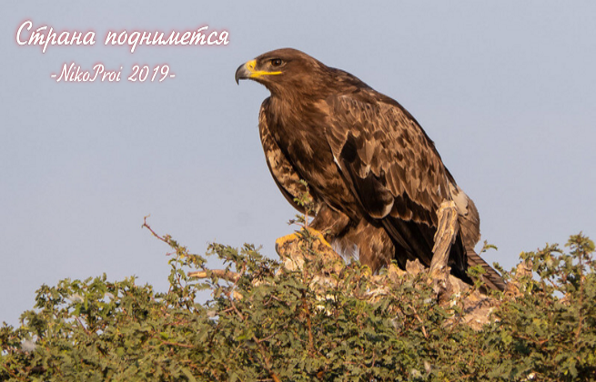 Страна поднимется 