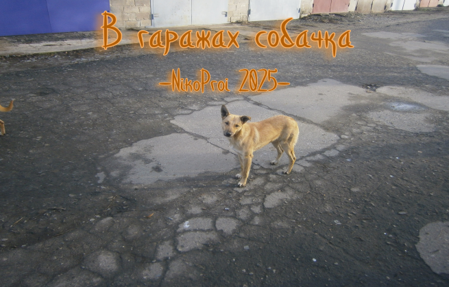 В гаражах собачка