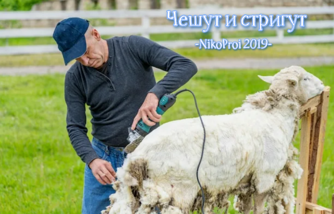 Чешут и стригут