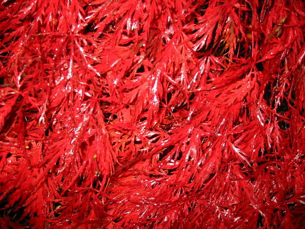 Двух скромных судеб...