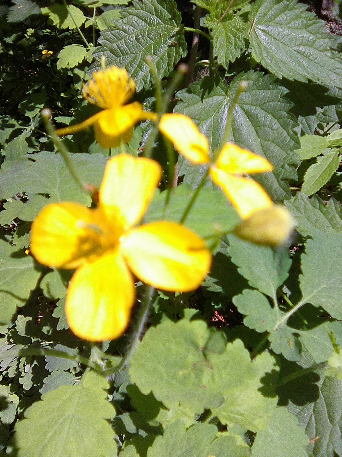 Жуковское Лукоморье