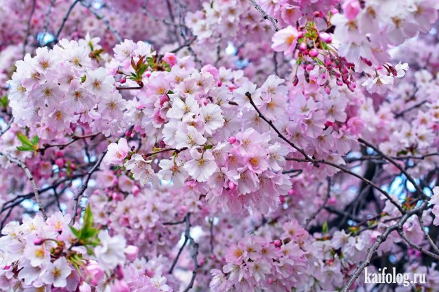 И всё-таки идёт весна