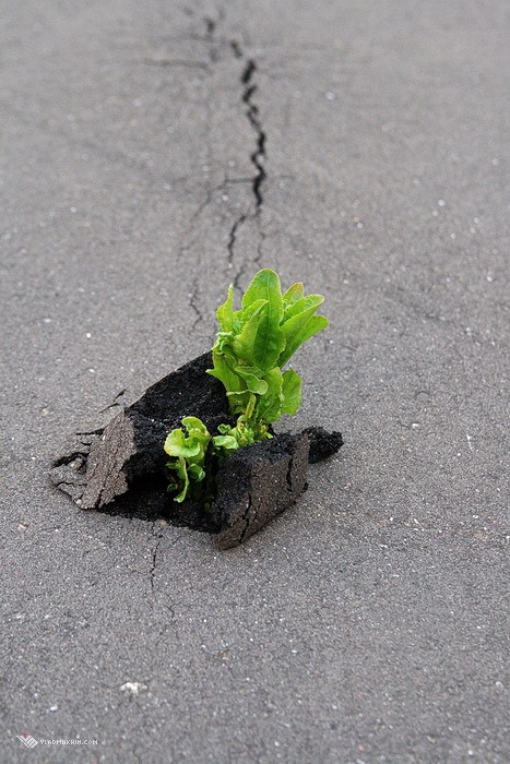 Мы  русские