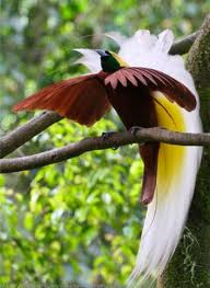 Птица незнакомая