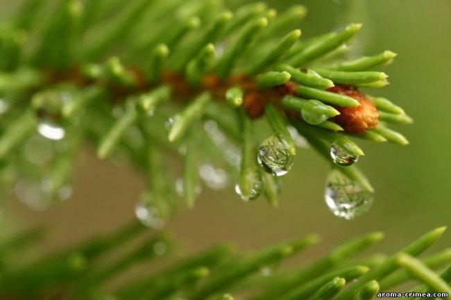 Сотрясая изумруды