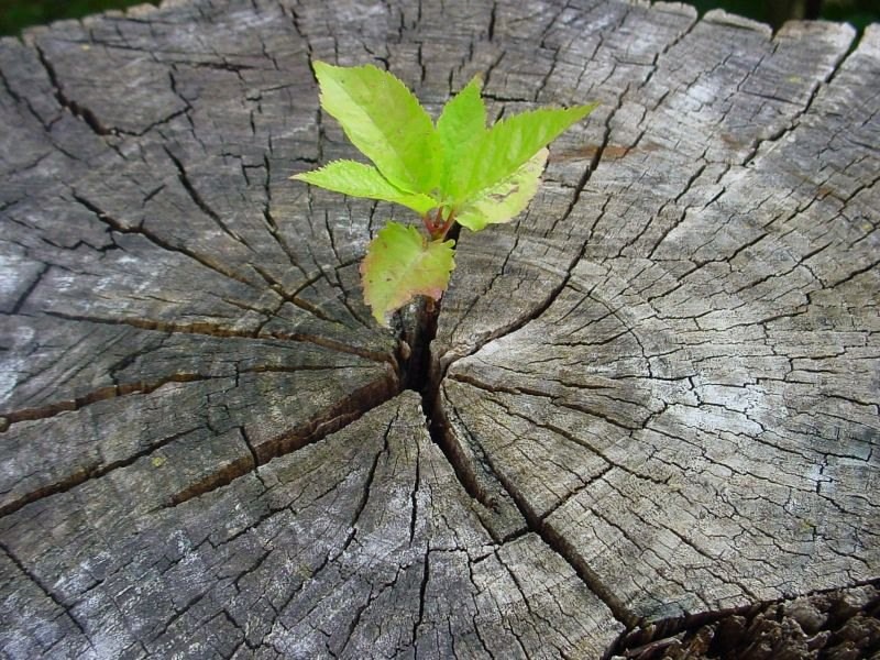 Перпетуум мобиле