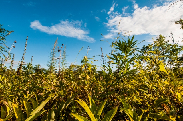Подходит осень с журавлиной грустью
