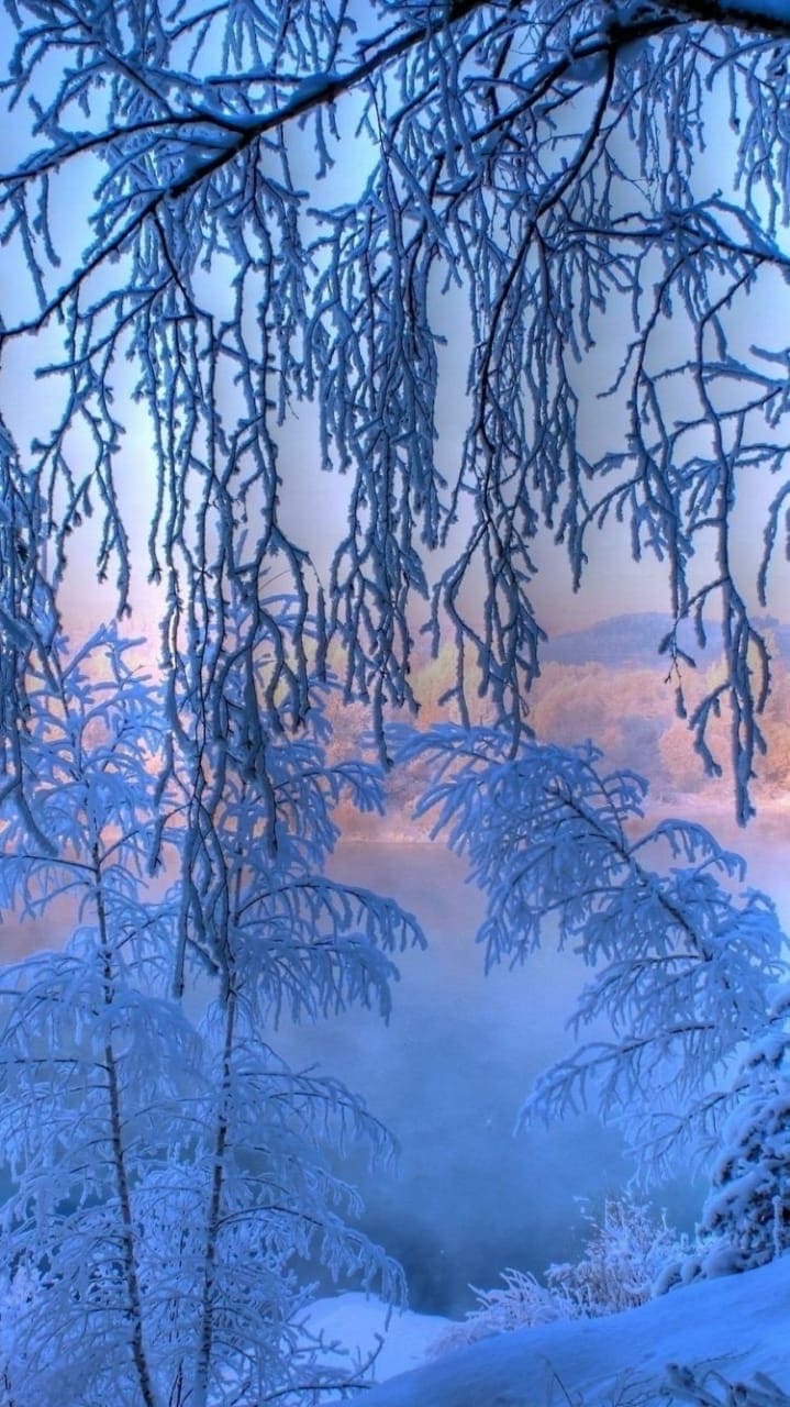 Кисть молодого января