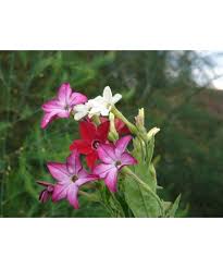 Табак и роза