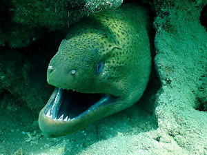 Что за хищная рыба мурена!