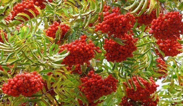 ГРОЗДЬЯ РЯБИНЫ... шансон