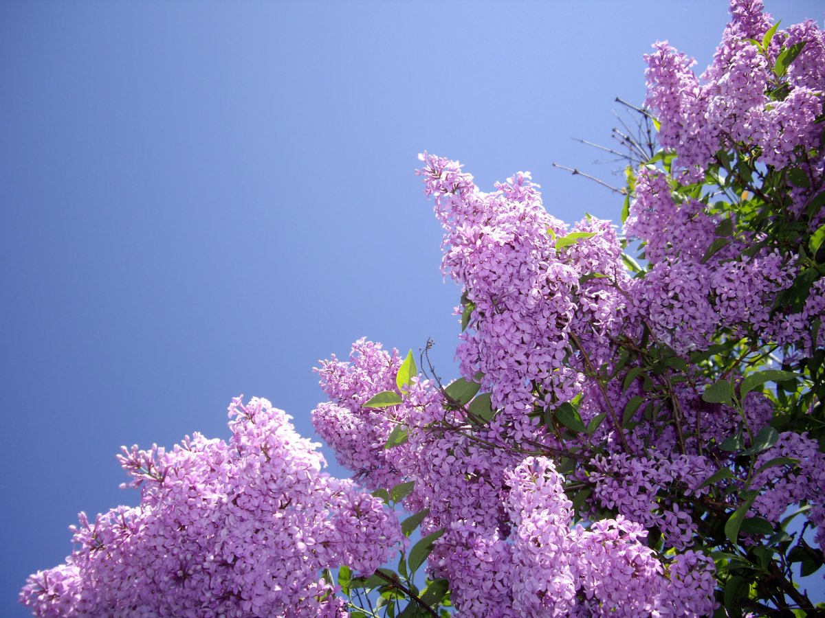 Критерии встречи с весной