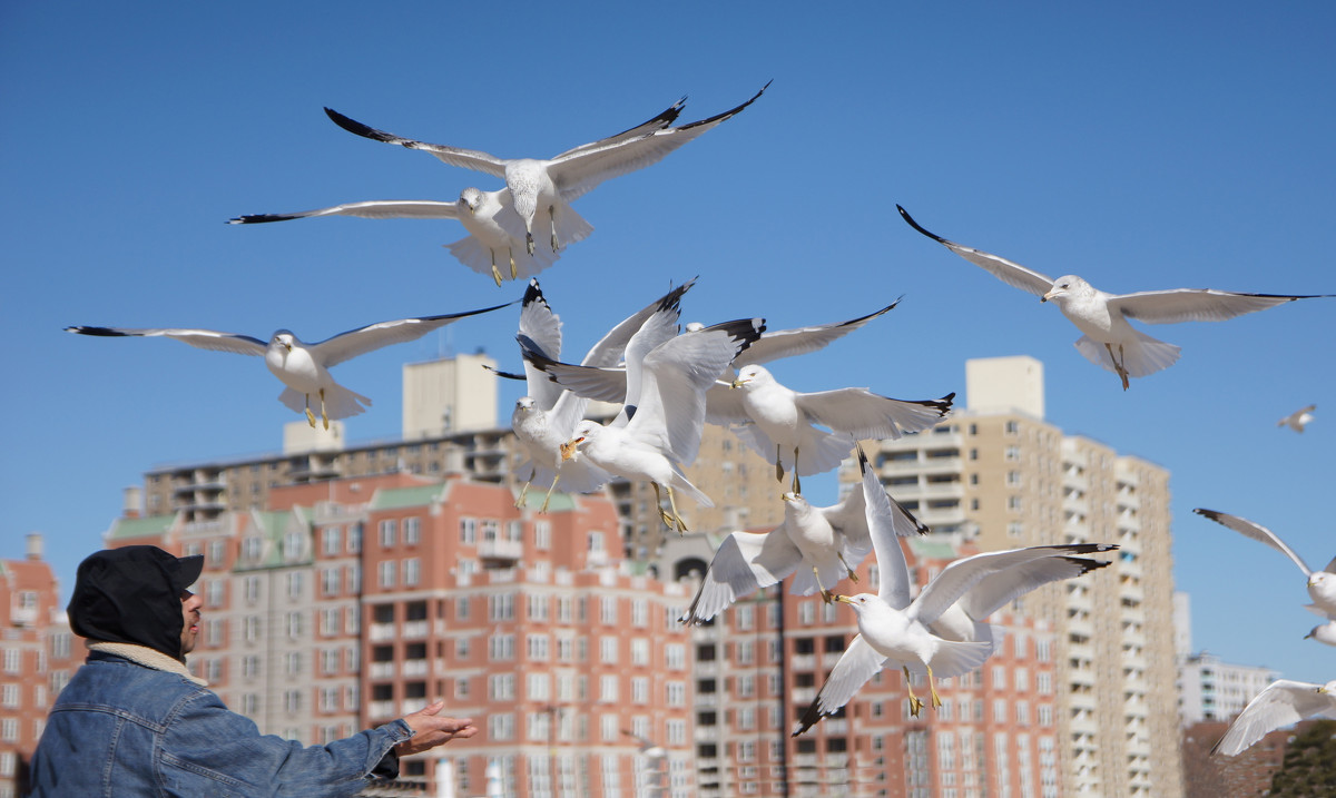 А у птиц свой чат 