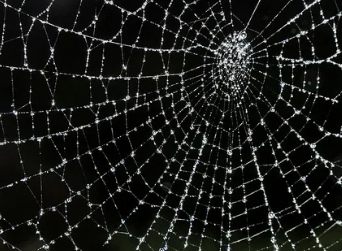 Царство паутин