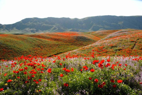 Таджикская земля