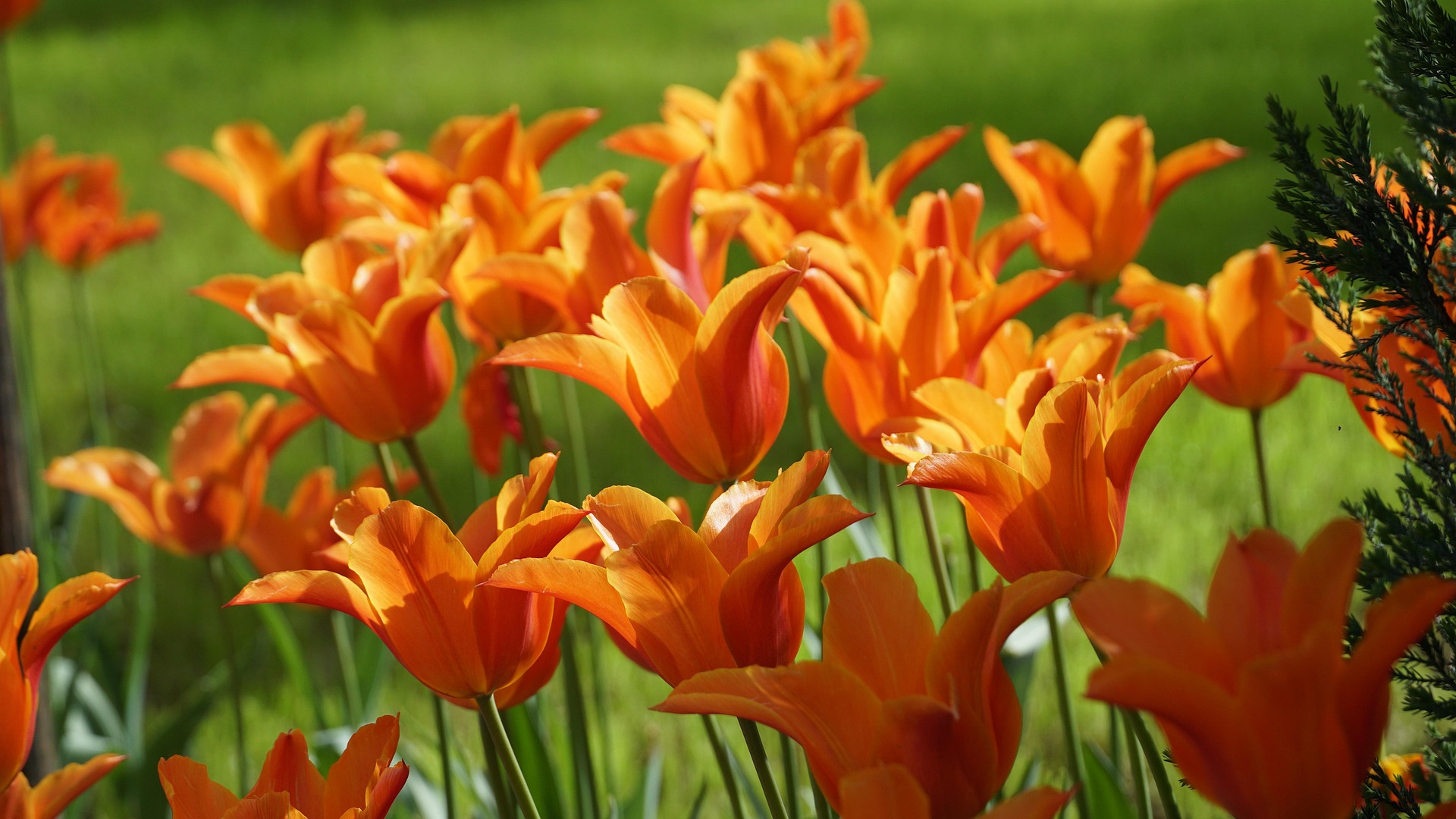 Весна в Душанбе