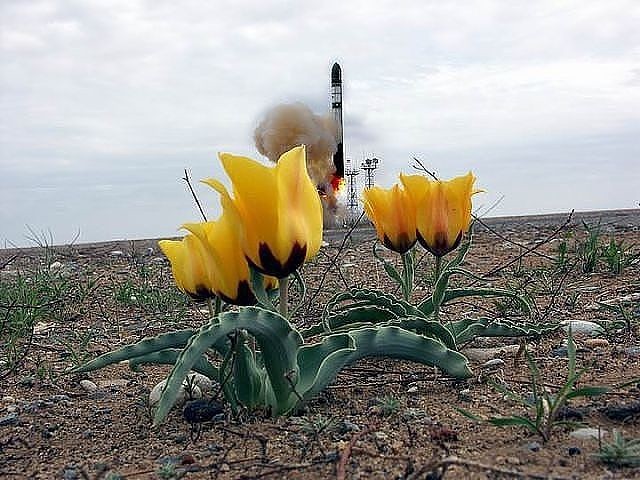 Цветы Байконура