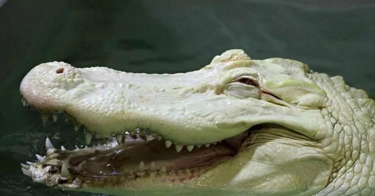 Крокодиловы слёзы