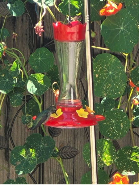 Ещё раз о колибри