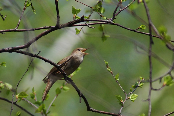 Долгожданная пора