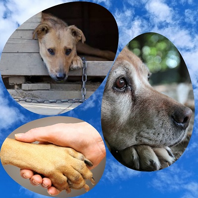 Дай дружок совет и лапу