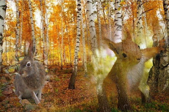 Осенняя неповторимость