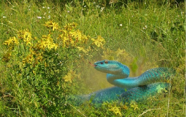 Сказка про зверобой и змею