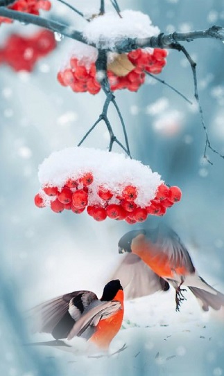 Зимнее совершенство