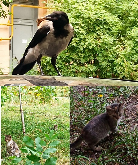 Познание мира