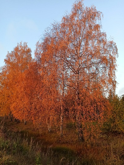 Берёзовый сон