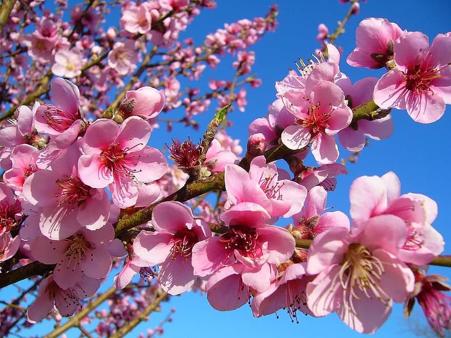 Вот и персик зацвел