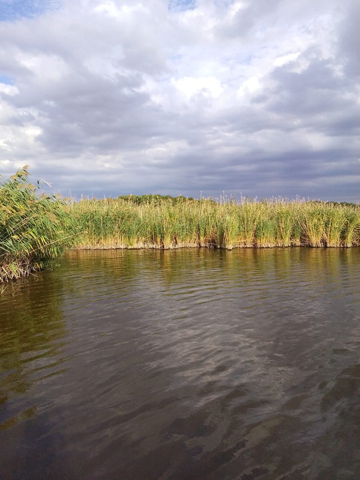 У речки пели песни камыши