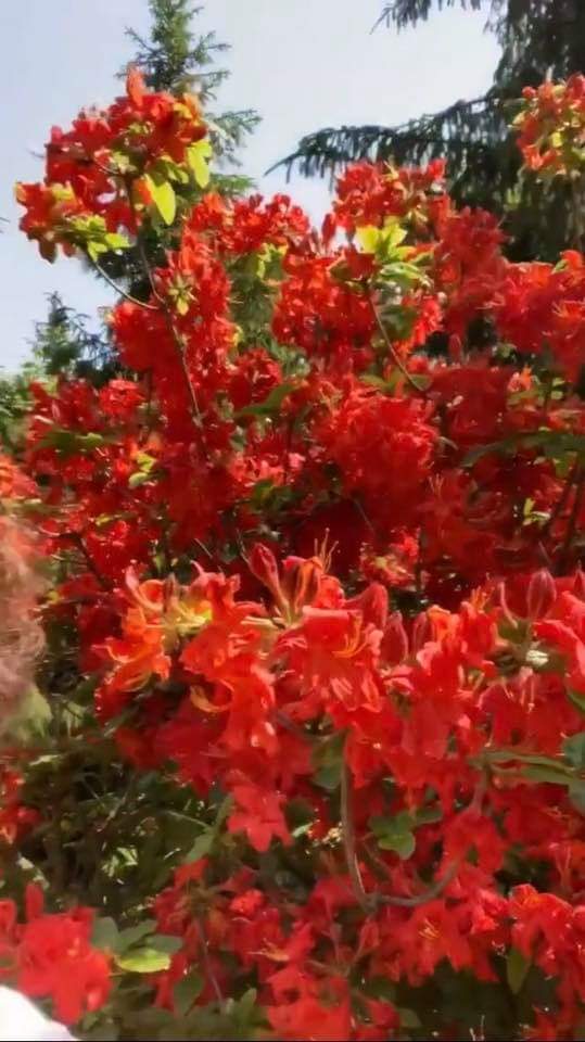 Звезда любви