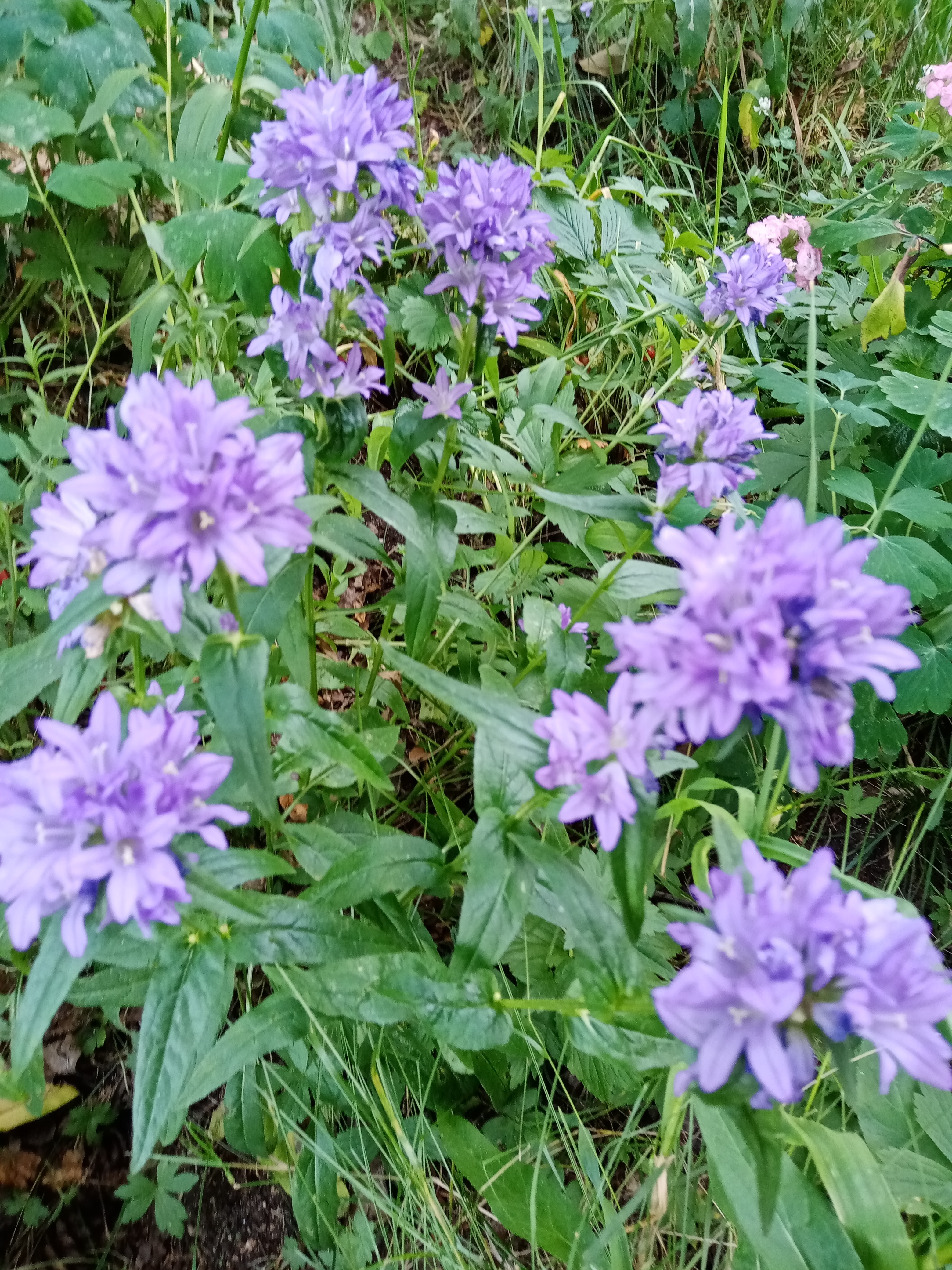 Летний блюз