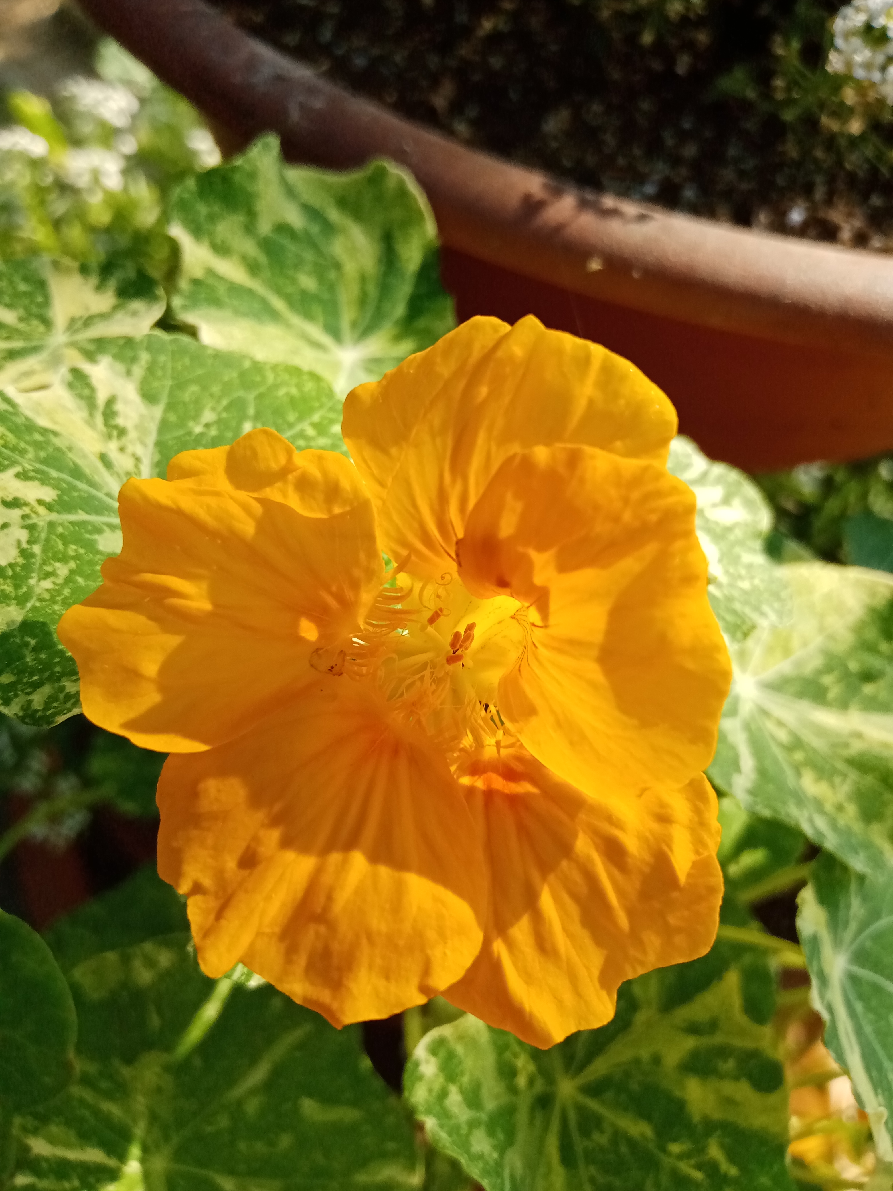 Тает нежность карамелью