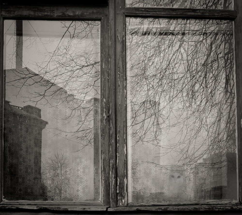 Ветка стучит в окно. Старинные окна. Дождь в окне. Окно в серость. Серые окна.