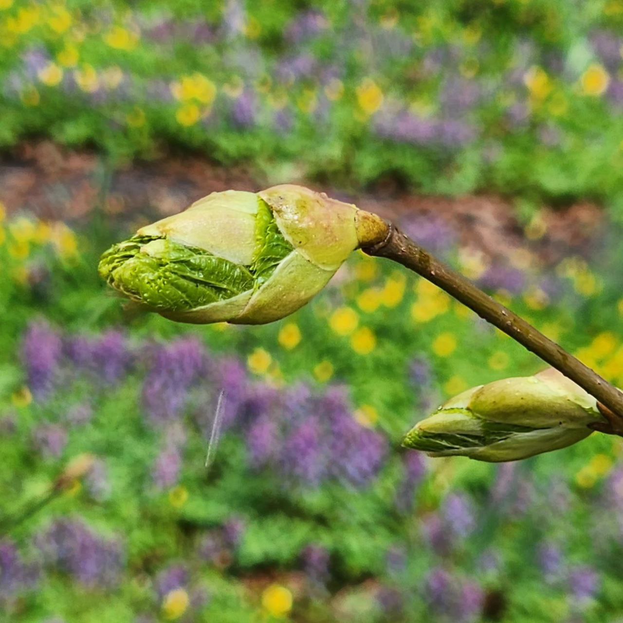 Мы слышим Весну